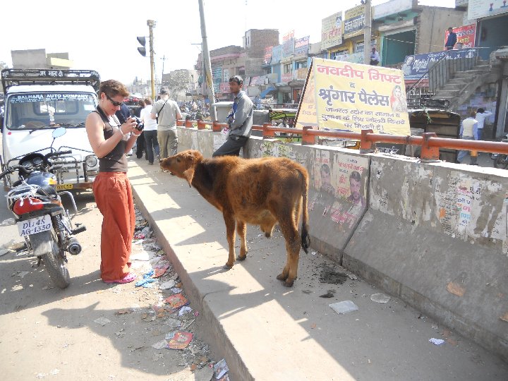 Inde : des vaches sur la route