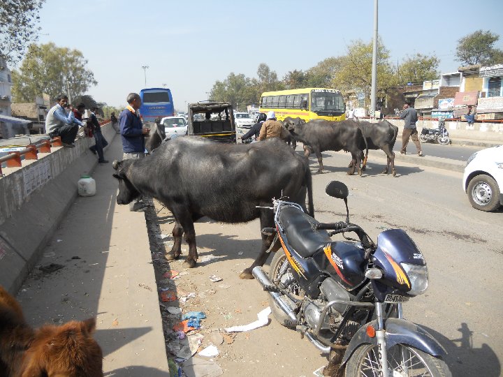 des vaches sur la route