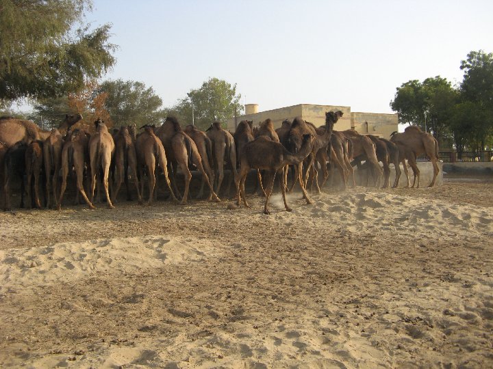 Camel Center Bikaner