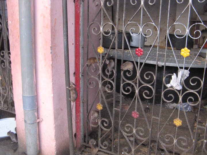 Karni Mata, le temple des rats