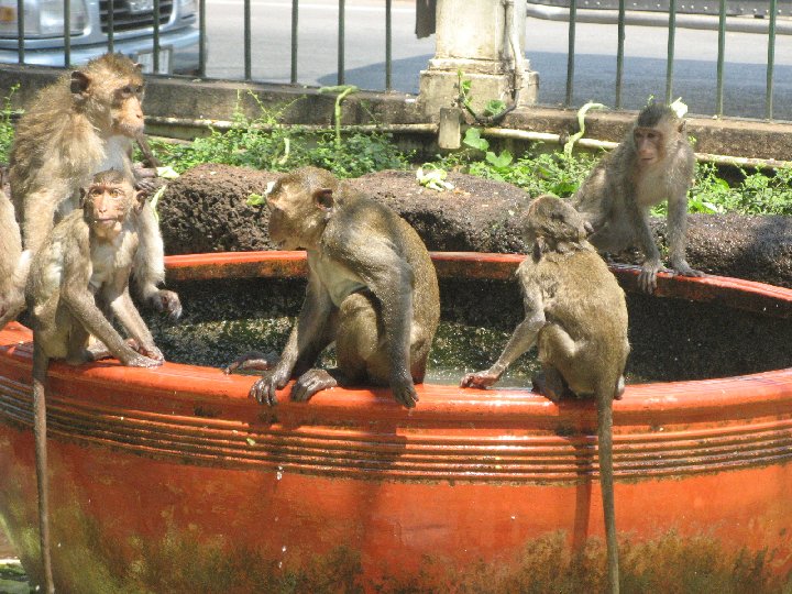 singes de Lopburi