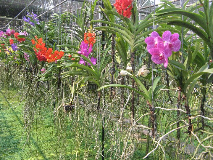 serre  orchidees en Thailande