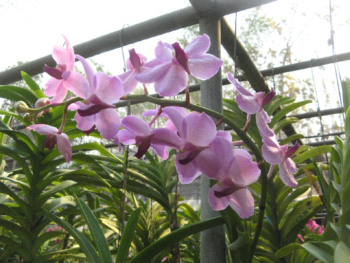 Thai Orchids