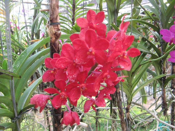 orchidee de Thailande